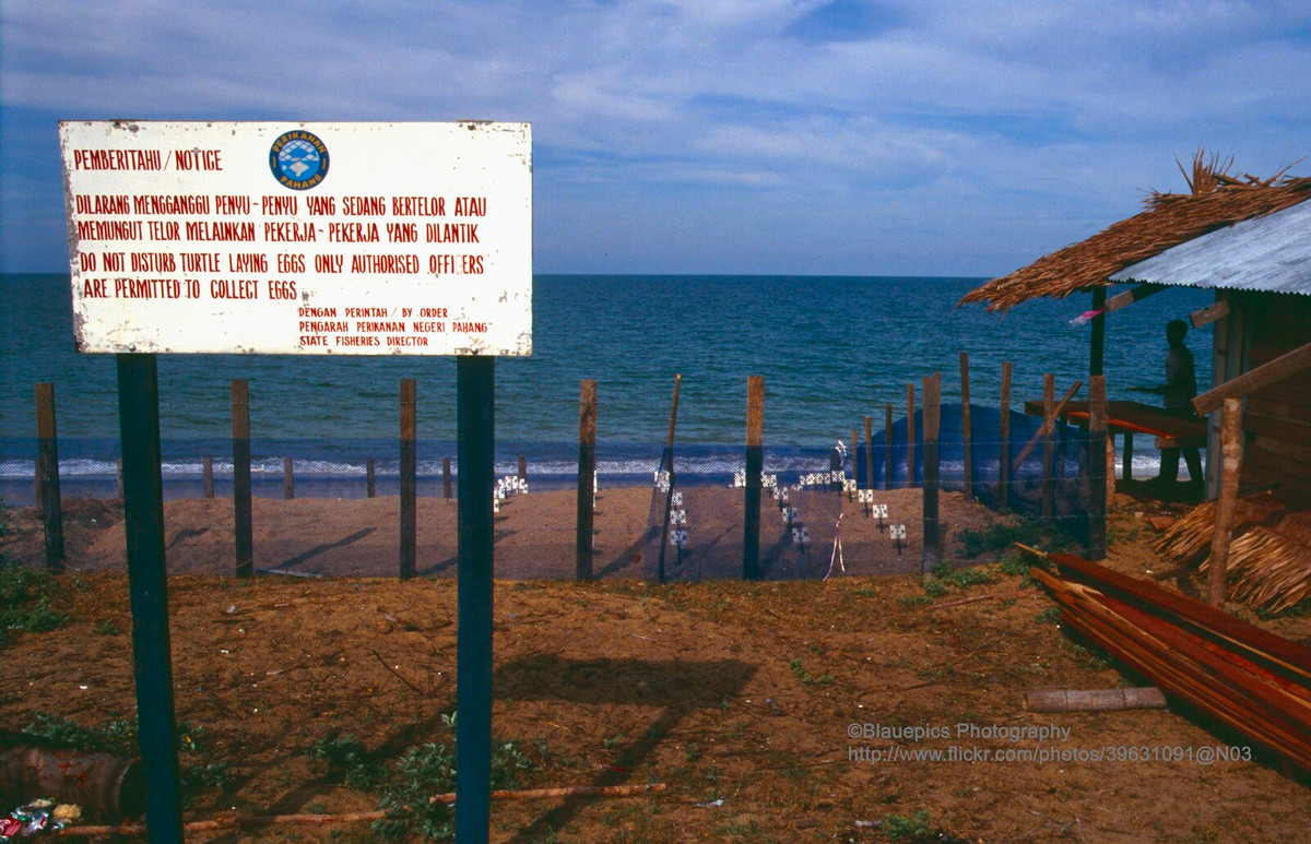 Khu bảo tồn rùa biển ở Cherating.