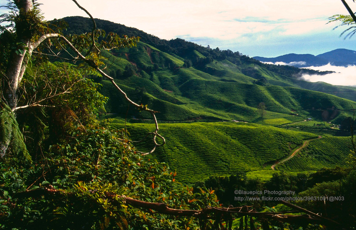 Những đồi chè bạt ngàn ở cao nguyên Cameron.