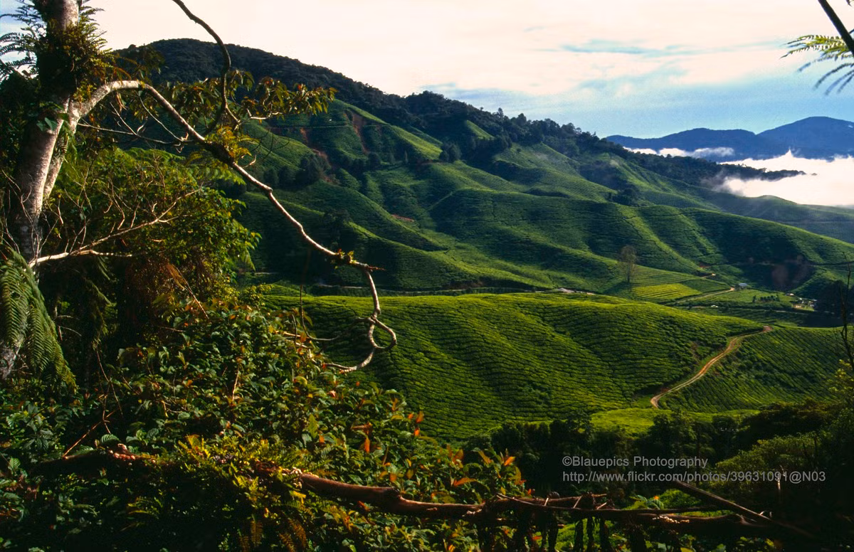 Những đồi chè bạt ngàn ở cao nguyên Cameron.