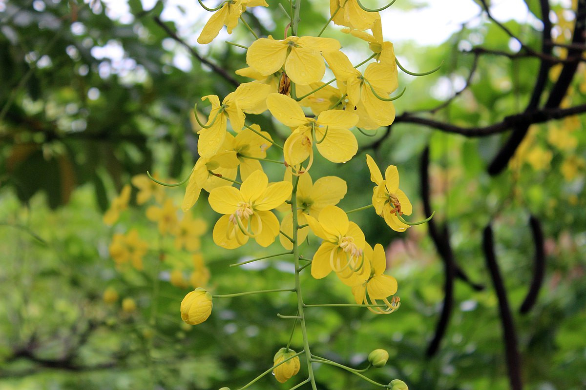  Thái Lan: Hoa muồng hoàng yến (Cassia fistula).