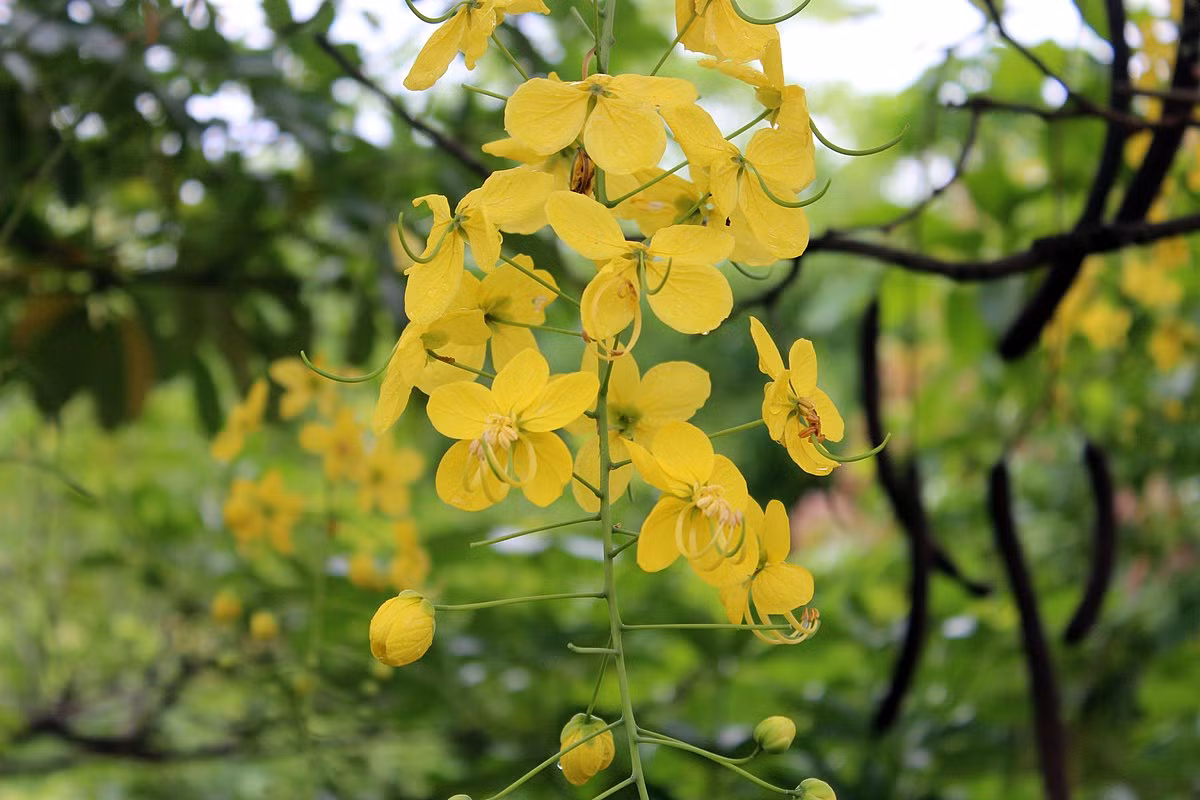  Thái Lan: Hoa muồng hoàng yến (Cassia fistula).
