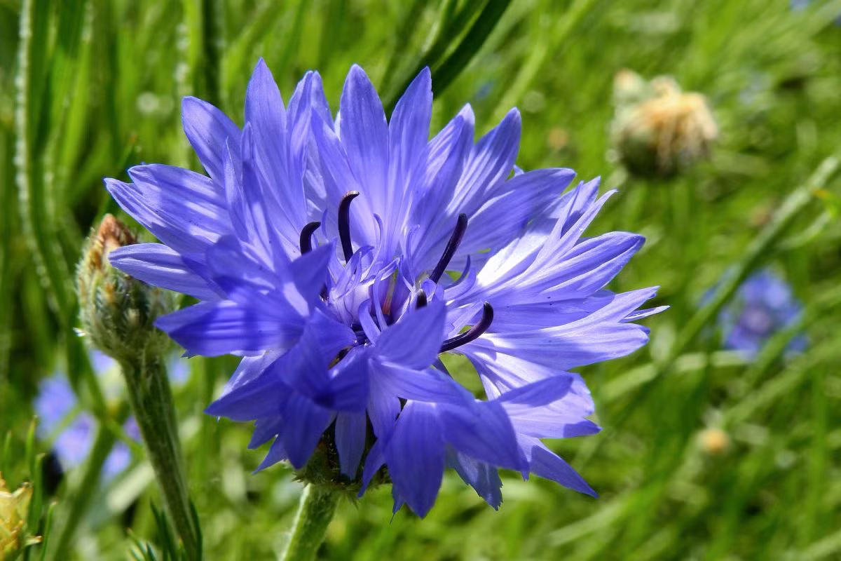  Đức: Hoa thanh cúc (Centaurea cyanus).