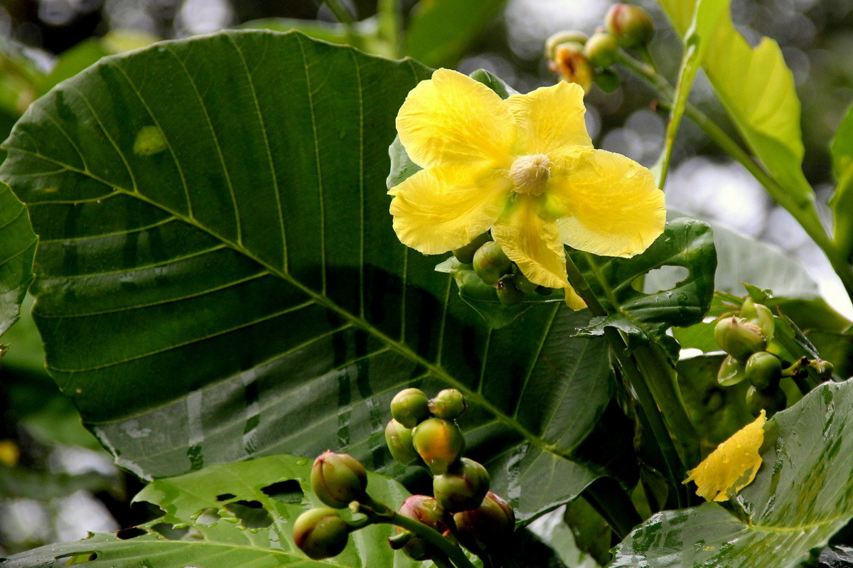  Brunei: Hoa simpor (Dillenia suffruticosa).