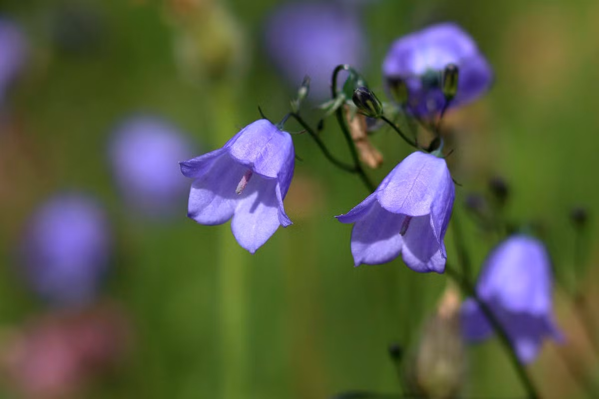  Thụy Điển: Hoa chuông xanh nhỏ (Campanula rotundifolia).