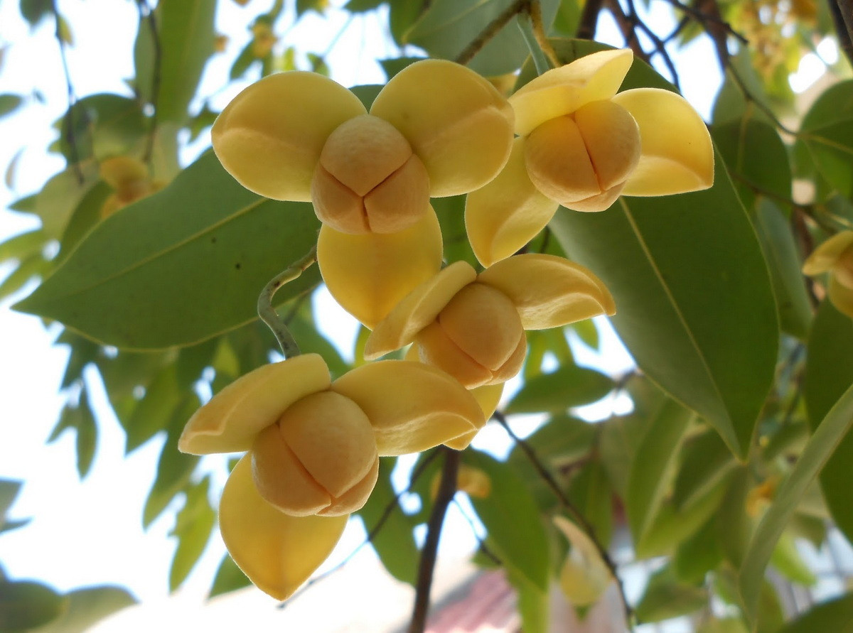  Campuchia: Hoa romduol/chùm đuông (Sphaerocoryne affinis).