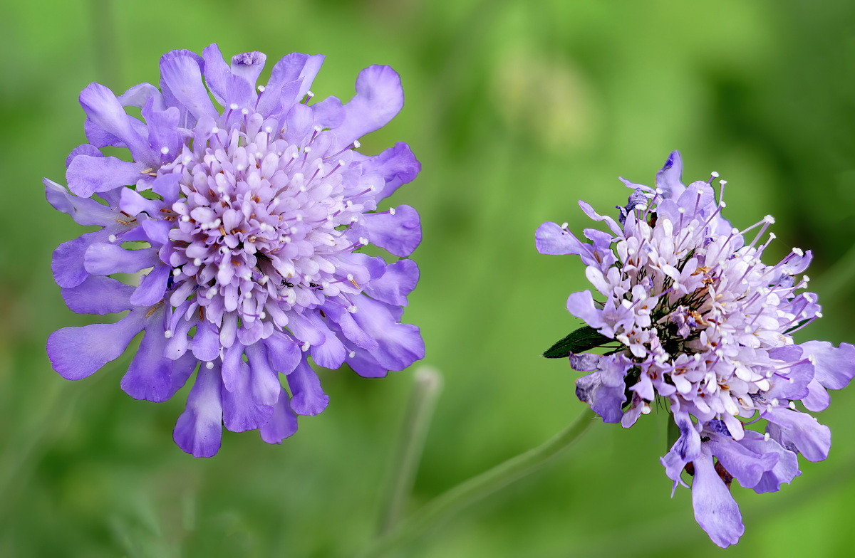  Mông Cổ: Hoa tai thỏ xanh (Scabiosa comosa).