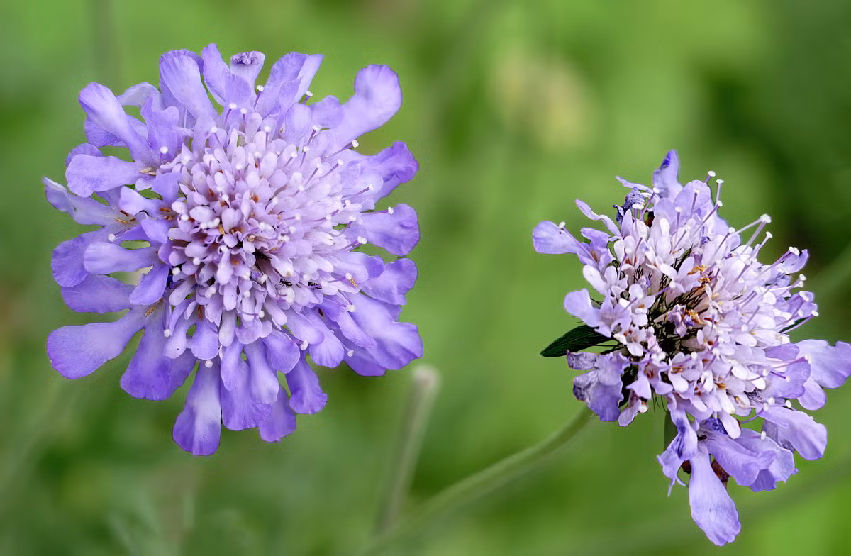  Mông Cổ: Hoa tai thỏ xanh (Scabiosa comosa).