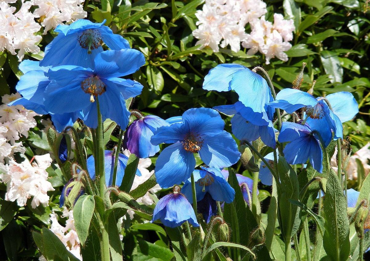  Bhutan: Hoa bướm xanh (Meconopsis gakyidiana).