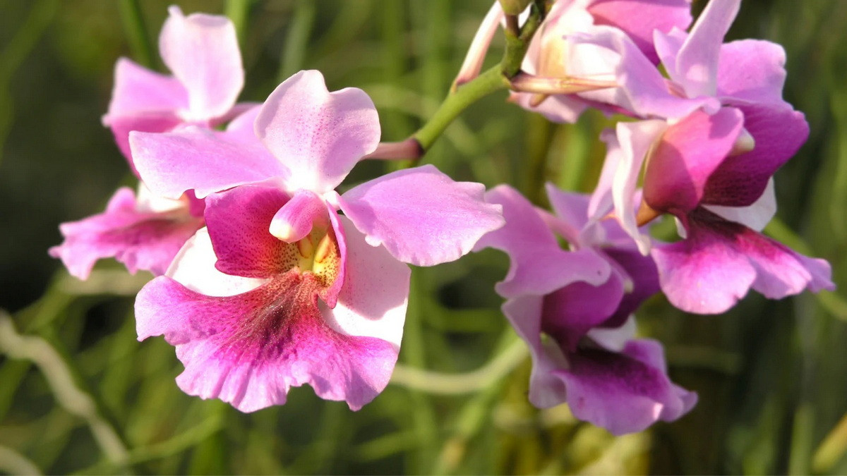  Singapore: Hoa phong lan Vanda Miss Joaquim (Papilionanthe teres × Papilionanthe hookeriana).