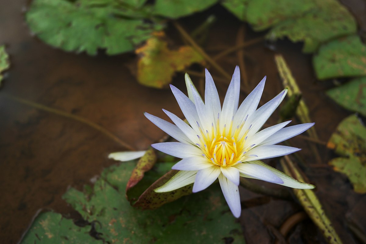  Bangladesh: Hoa súng xanh (Nymphaea nouchali).