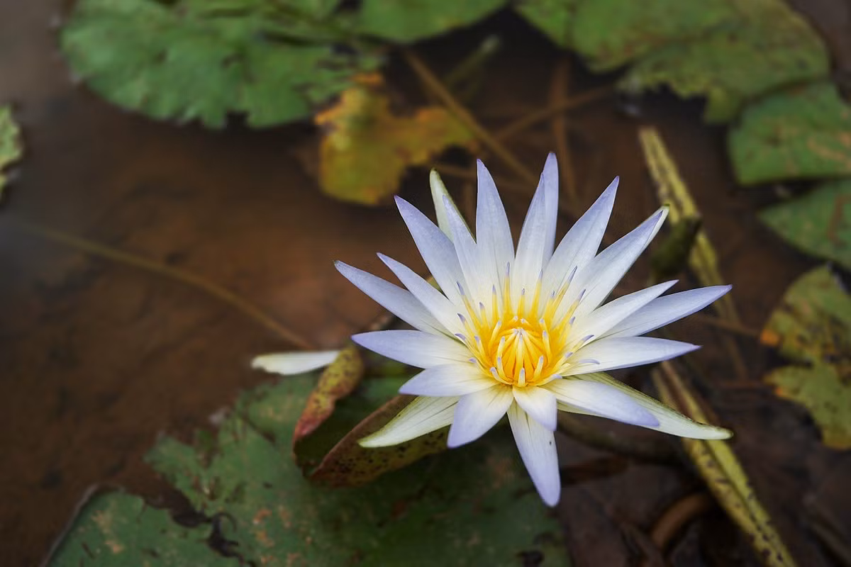  Bangladesh: Hoa súng xanh (Nymphaea nouchali).