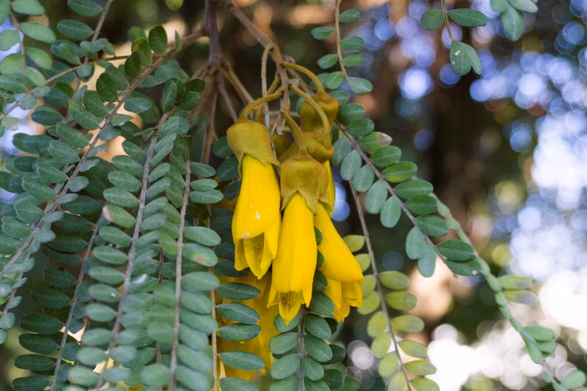  New Zealand: Hoa kowhai (chi Sophora).