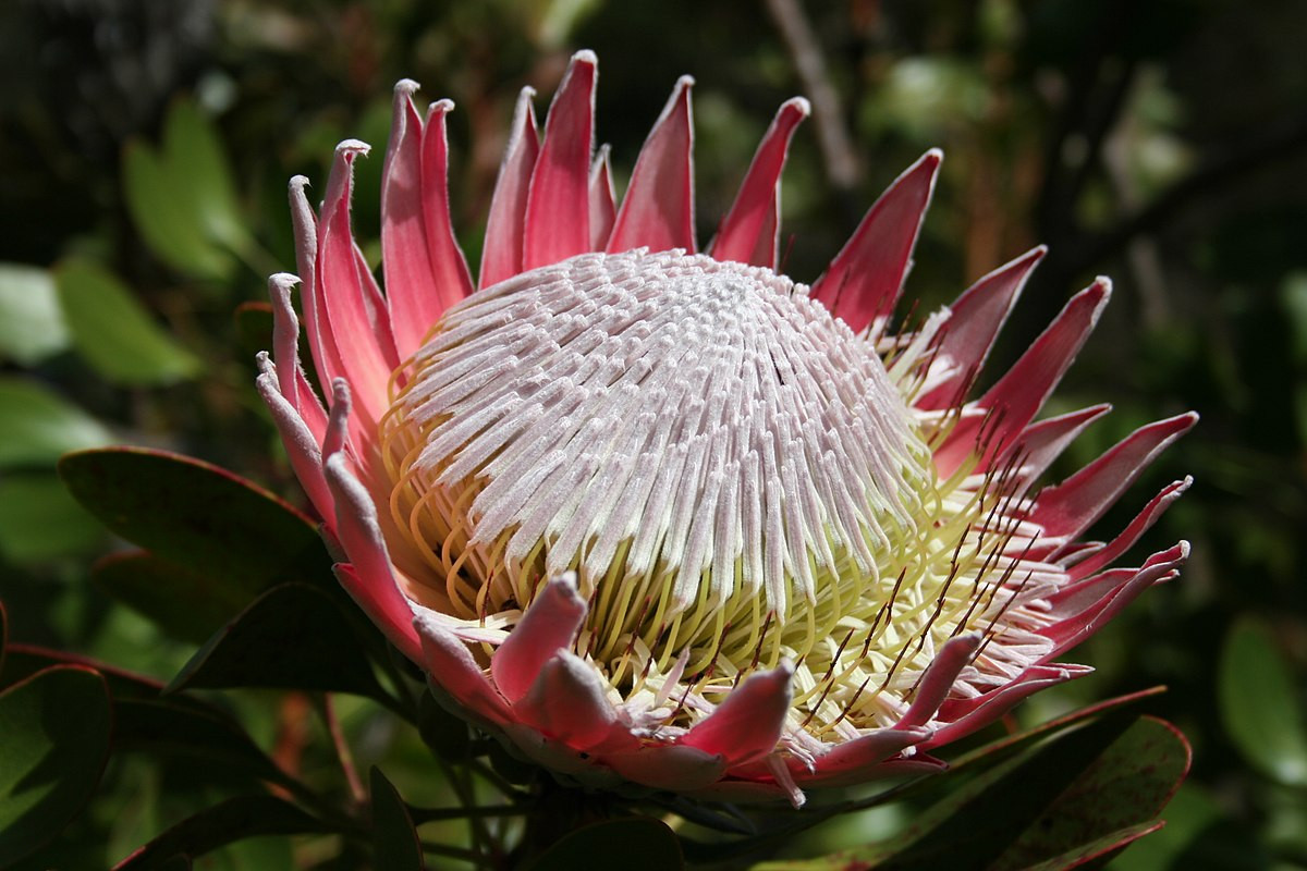  Nam Phi: Hoa thảo đường hoàng đế (Protea cynaroides).