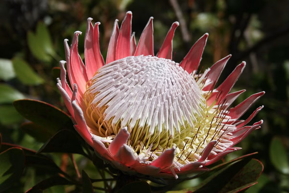  Nam Phi: Hoa thảo đường hoàng đế (Protea cynaroides).