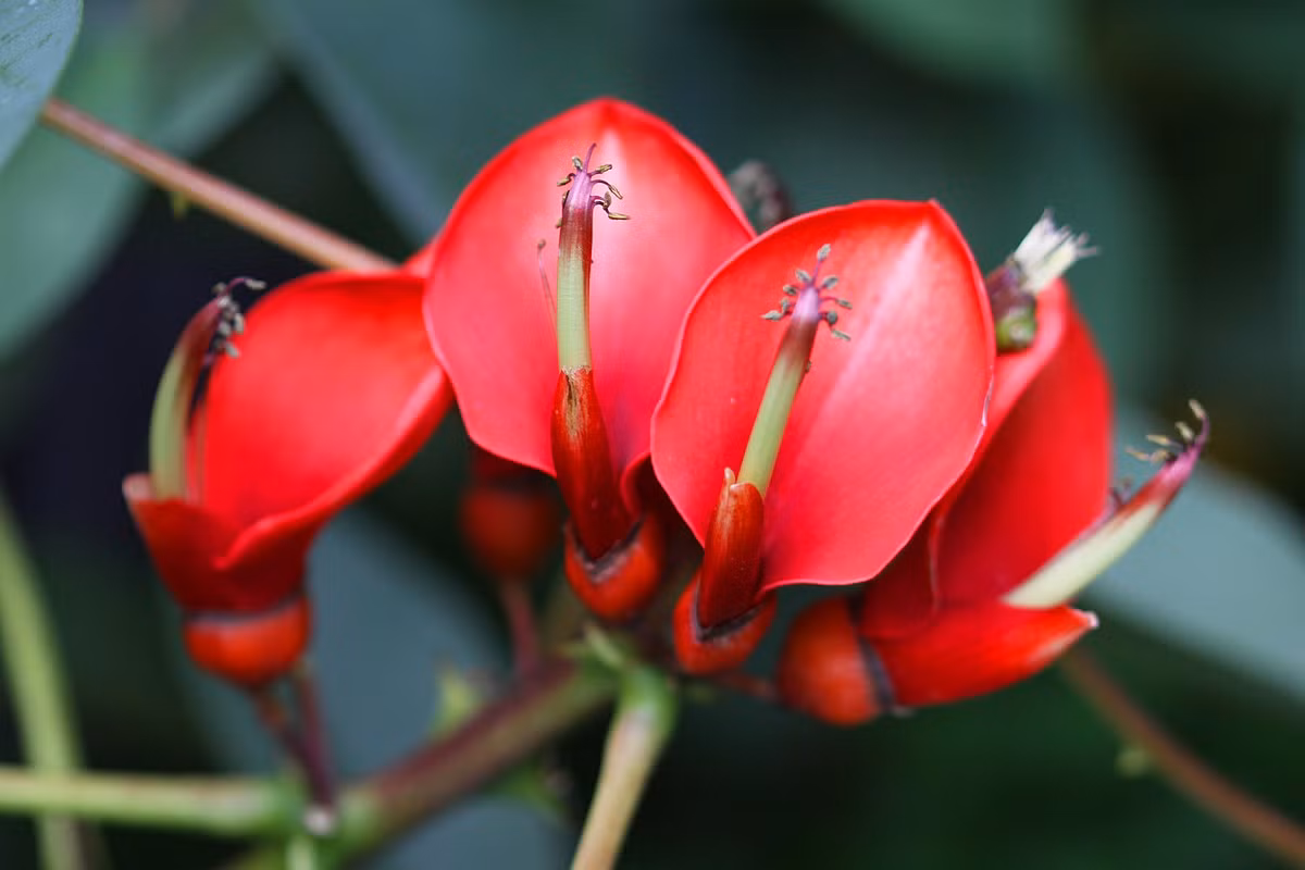  Argentina: Hoa vông mồng gà (Erythrina crista-galli).