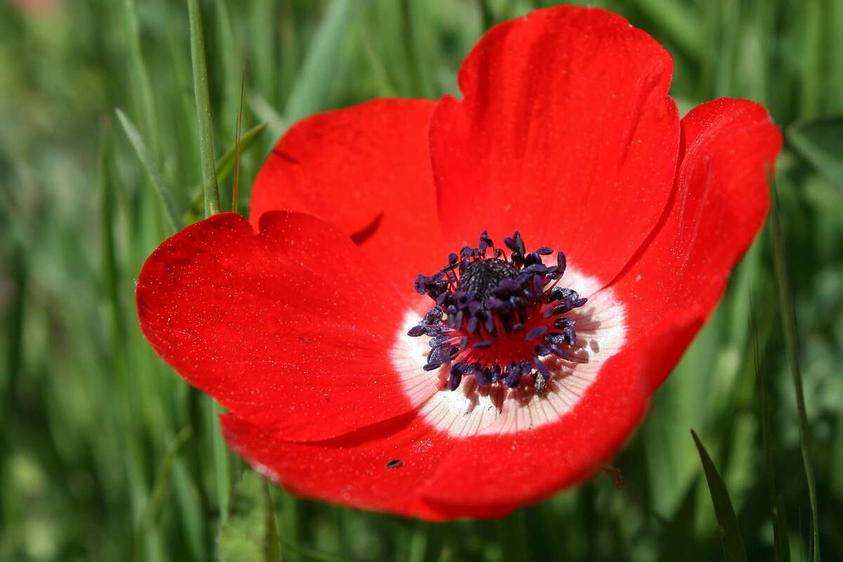  Israel: Hoa hải quỳ (Anemone coronaria).