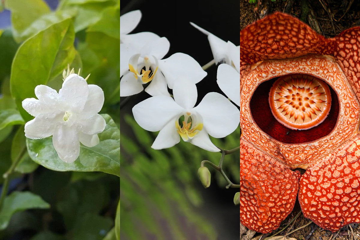  Indonesia: Hoa nhài (Jasminum sambac), hoa lan mặt trăng (Phalaenopsis amabilis) và hoa xác thối (Rafflesia arnoldii).