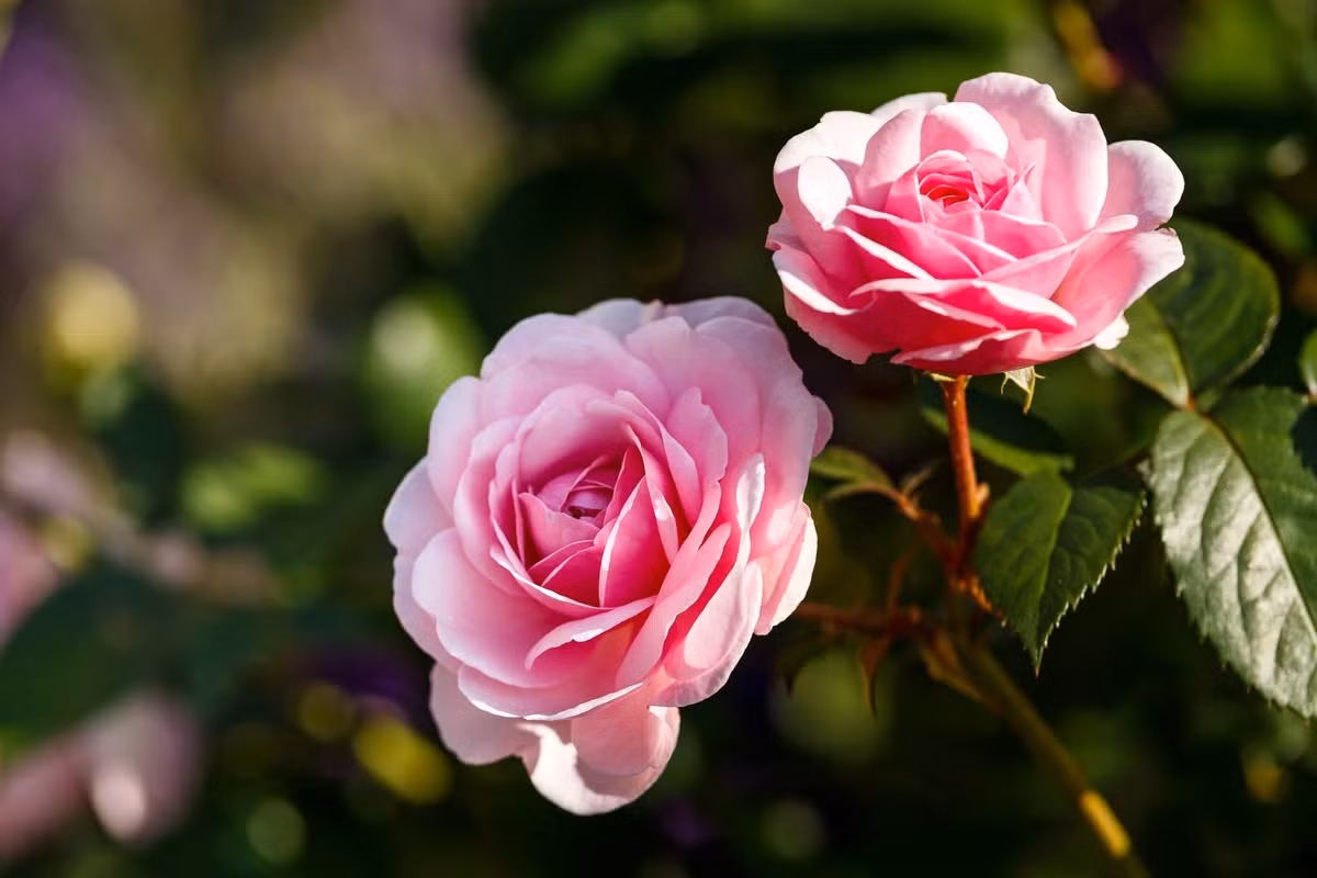  Iraq, Bulgaria và Mỹ: Hoa hồng (chi Rosa).