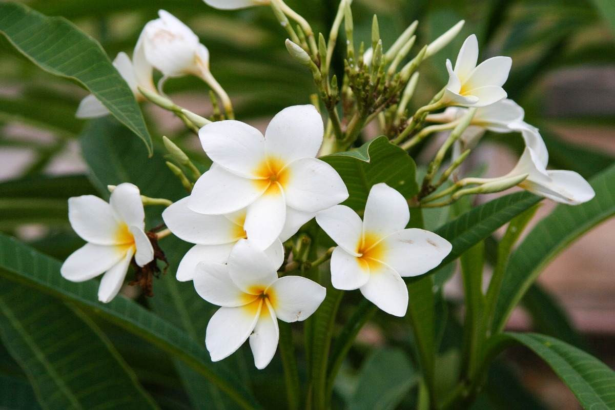  Lào: Hoa champa/hoa đại (Plumeria alba).