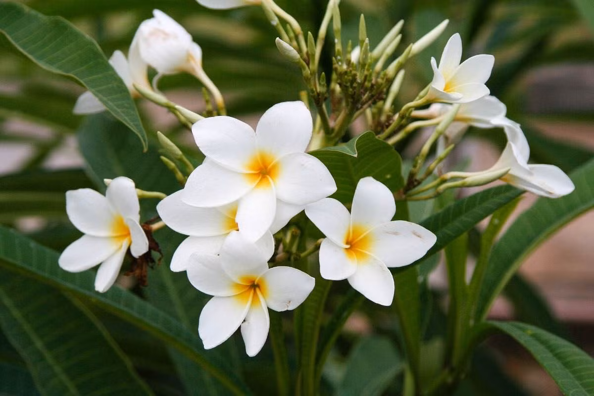  Lào: Hoa champa/hoa đại (Plumeria alba).