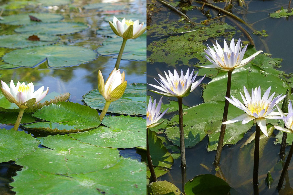  Ai Cập: Hoa súng trắng (Nymphaea lotus) và hoa súng xanh (Nymphaea nouchali)