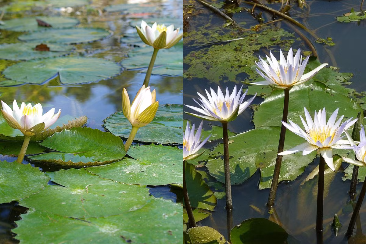  Ai Cập: Hoa súng trắng (Nymphaea lotus) và hoa súng xanh (Nymphaea nouchali)