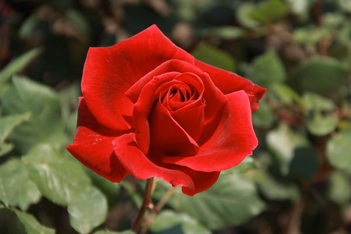  Iran: Hoa hồng đỏ (chi Rosa).