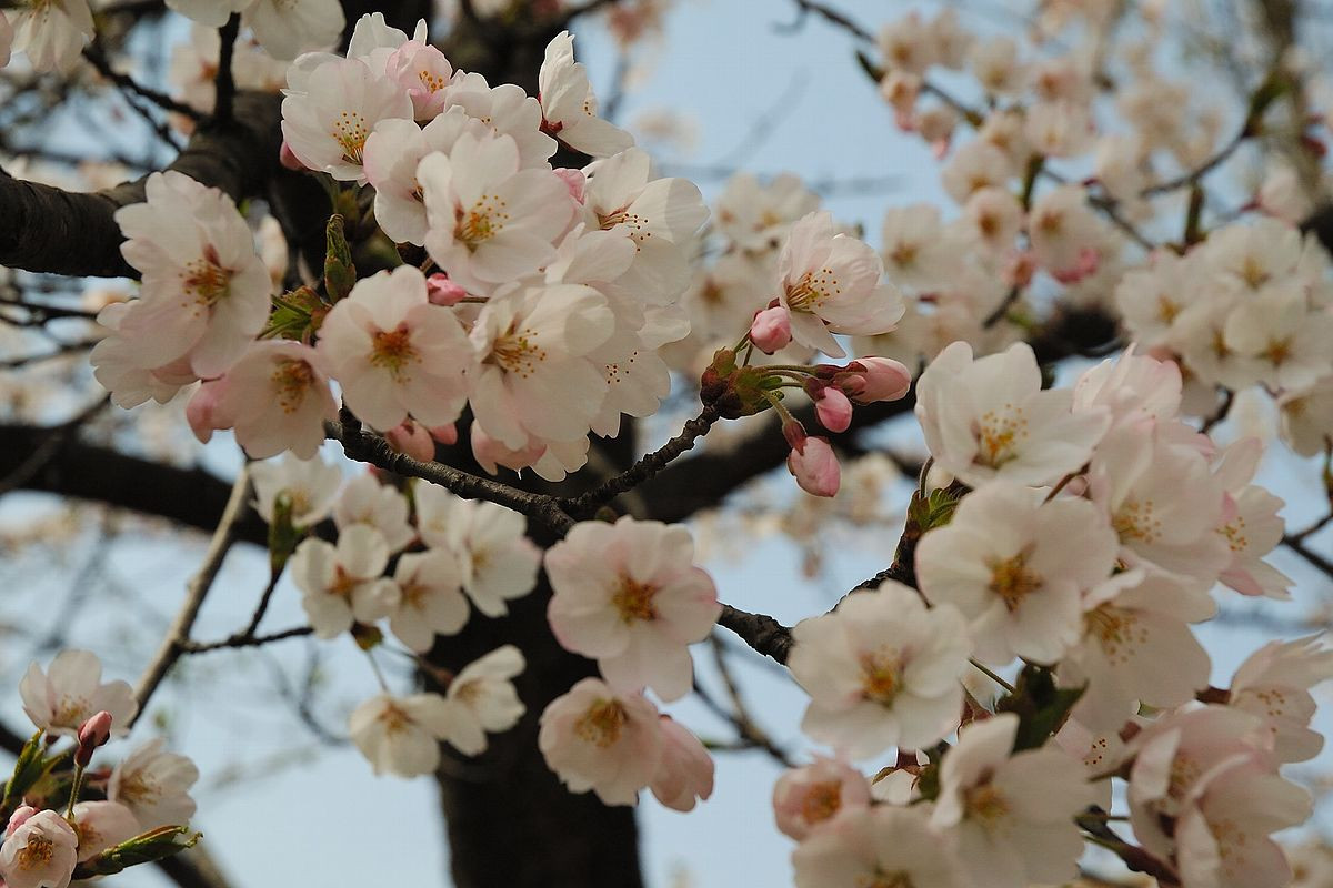  Nhật Bản: Hoa anh đào (Prunus serrulata).