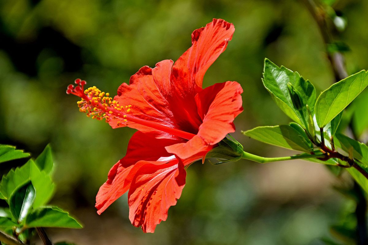  Malaysia: Hoa dâm bụt (Hibiscus rosa-sinensis).
