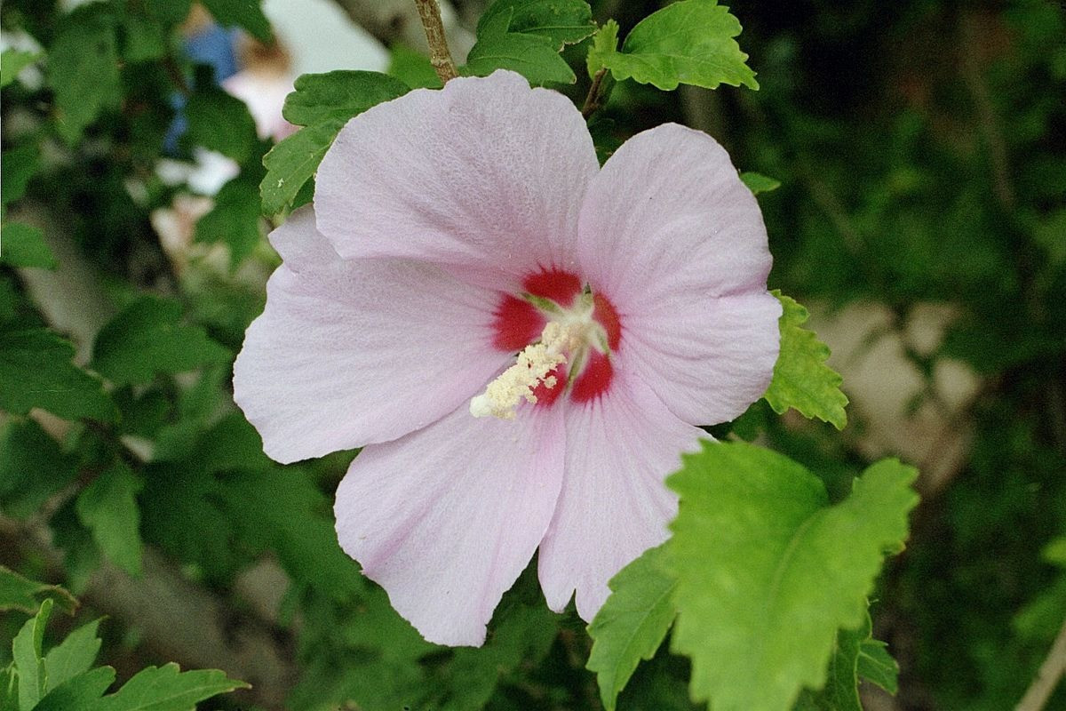  Hàn Quốc: Hoa dâm bụt kép (Hibiscus syriacus).