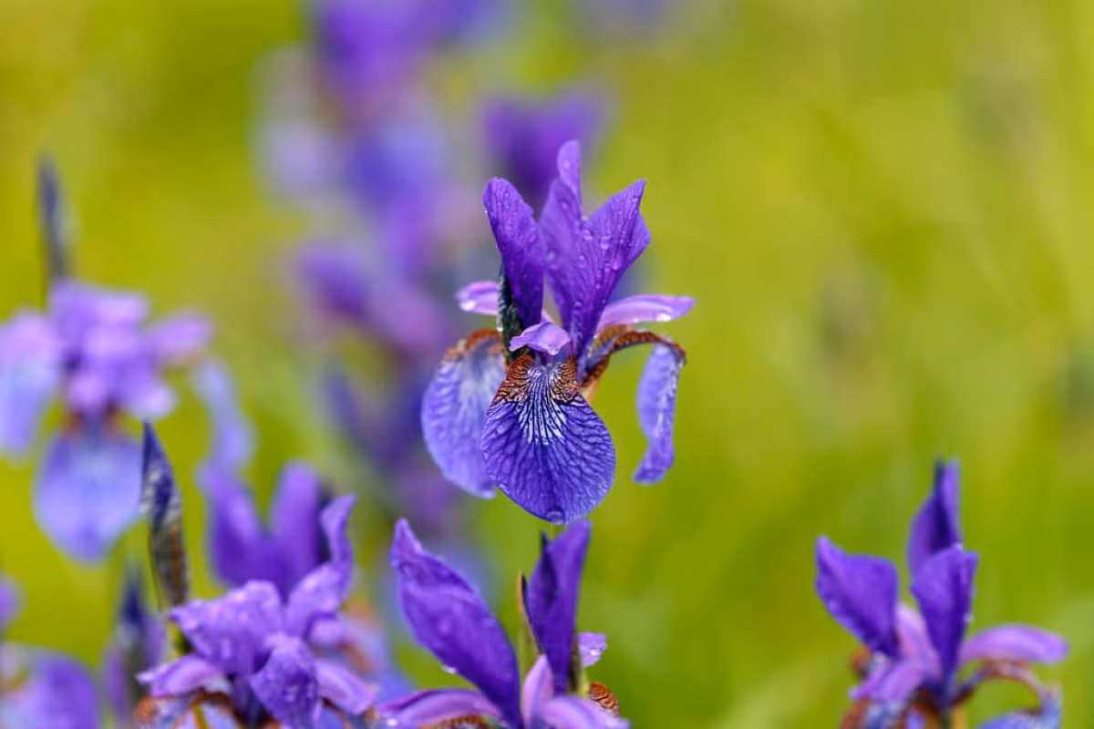  Pháp: Hoa diên vĩ (chi Irises).