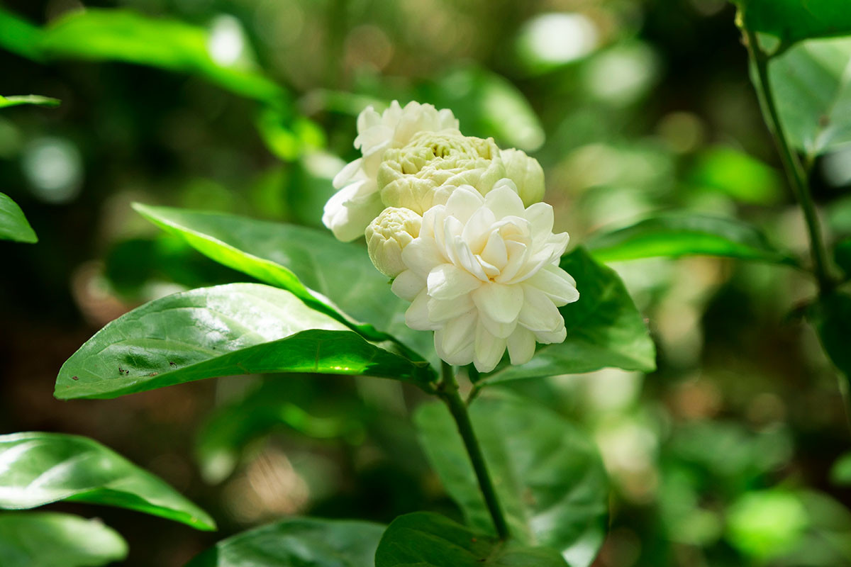  Philippines và Syria: Hoa nhài (Jasminum sambac).