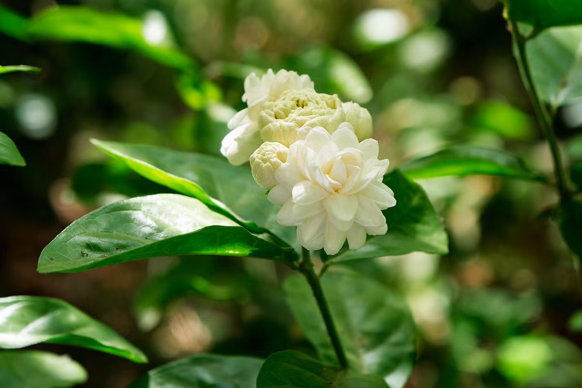  Philippines và Syria: Hoa nhài (Jasminum sambac).