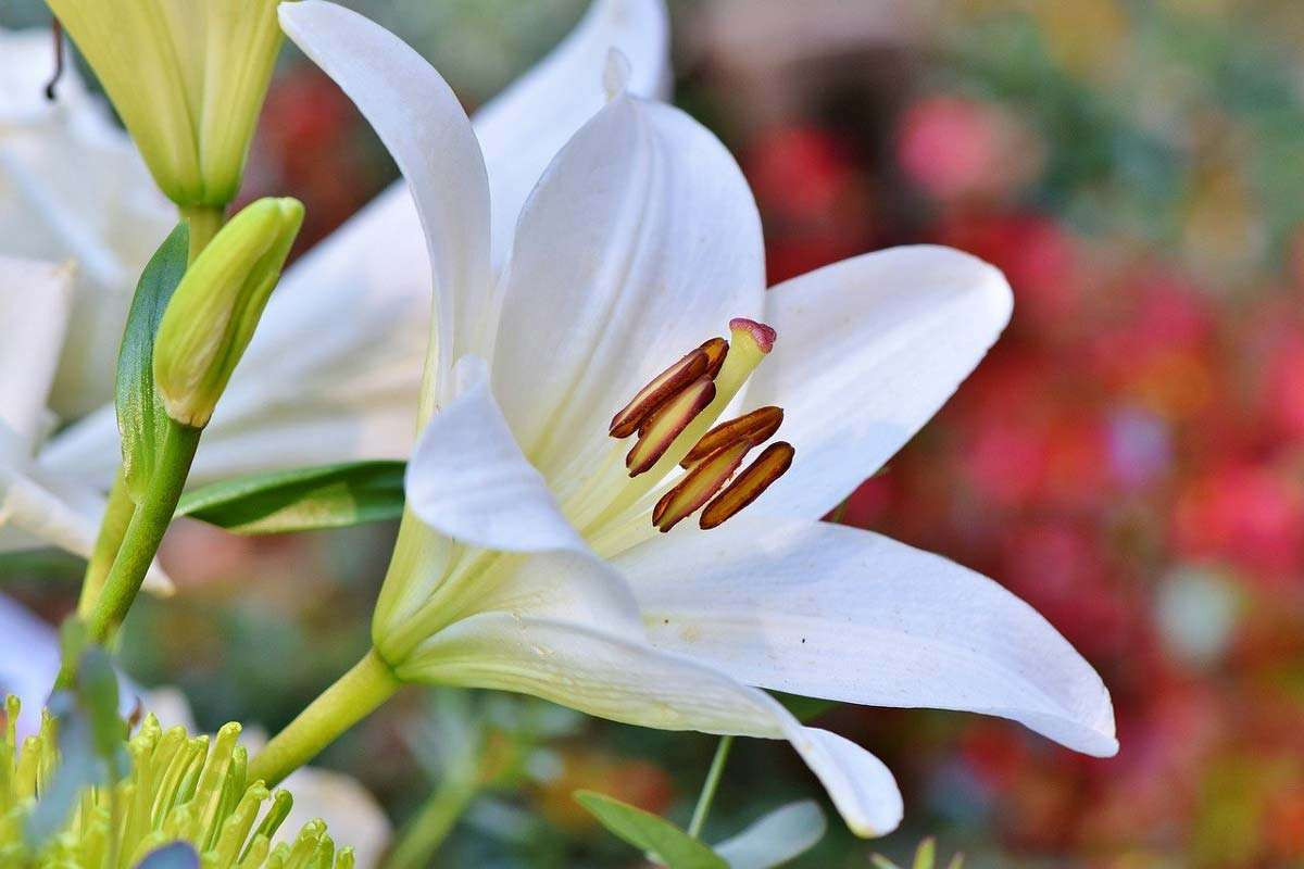  Italia: Hoa ly (chi Lilium).