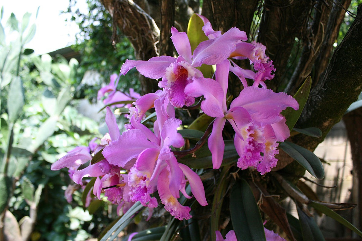  Venezuela: Hoa phong lan Flor de Mayo (Cattleya mossiae).