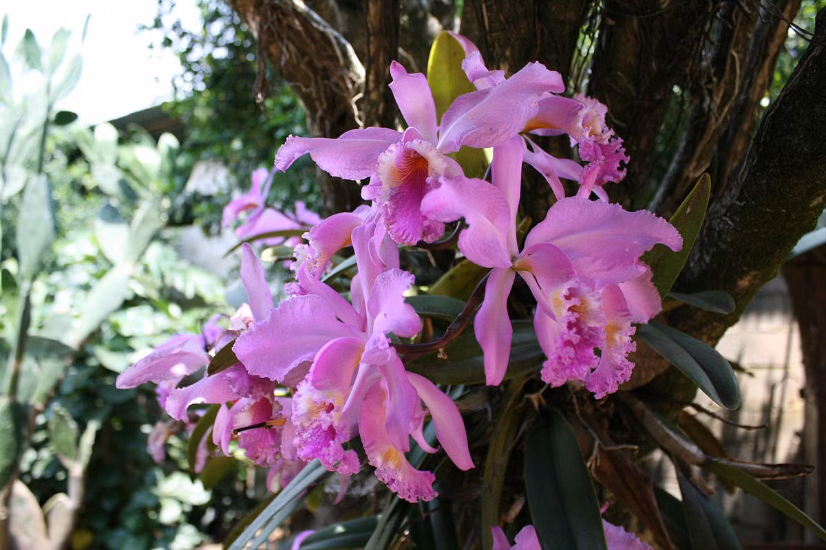  Venezuela: Hoa phong lan Flor de Mayo (Cattleya mossiae).