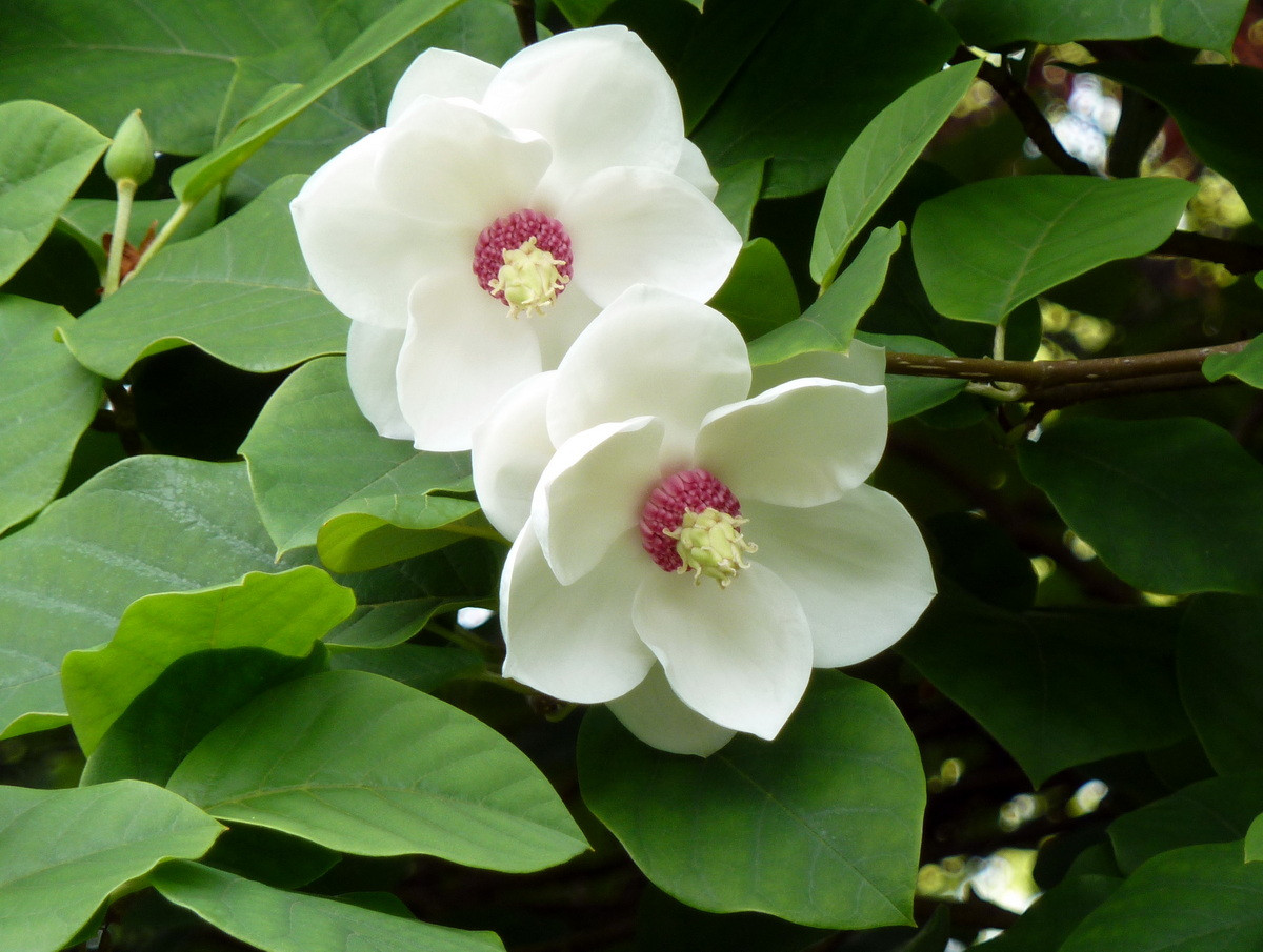  CHDCND Triều Tiên: Hoa mộc lan (Magnolia sieboldii).