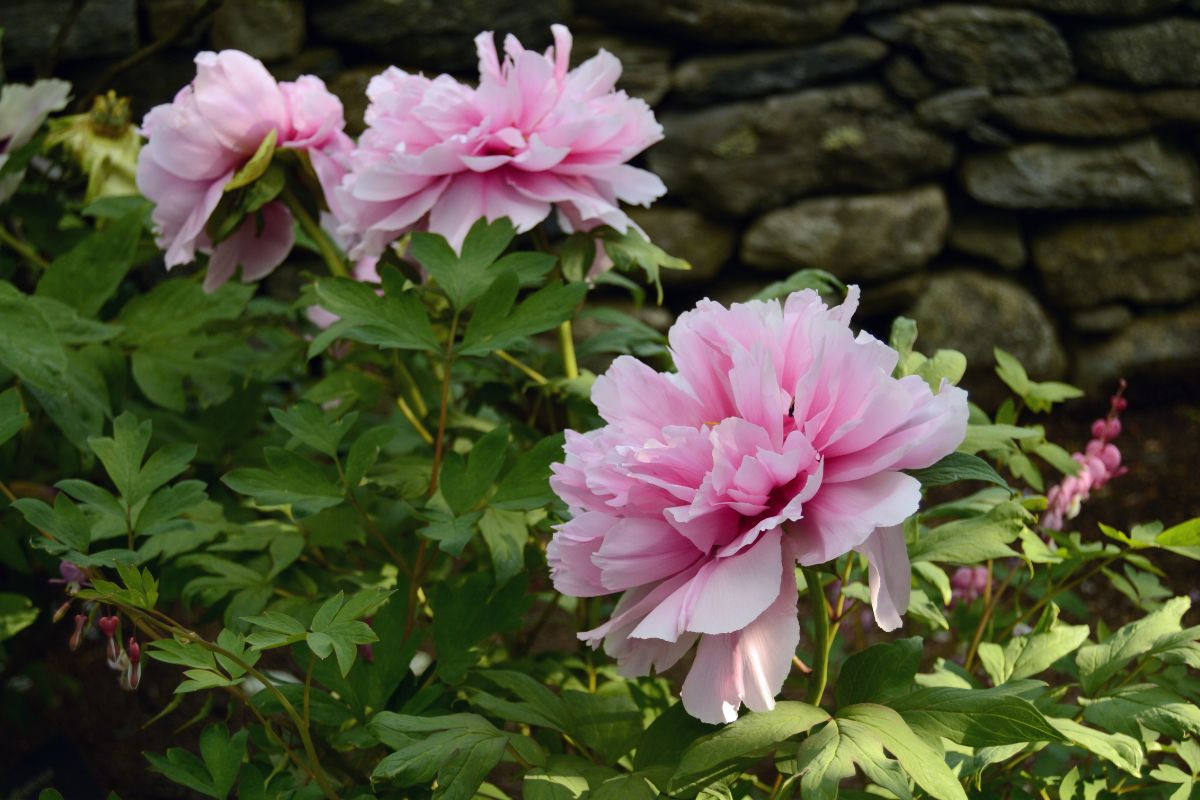  Trung Quốc và Romania: Hoa mẫu đơn (chi Peony).