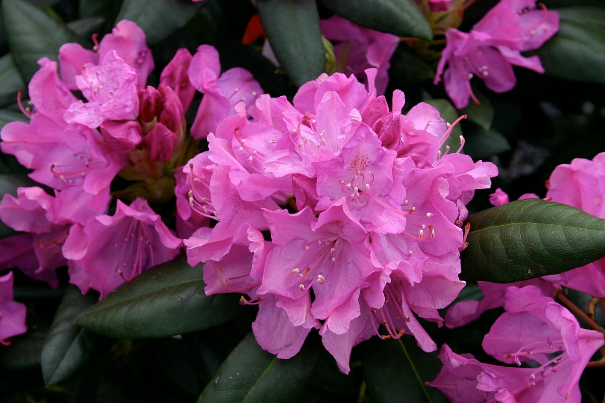  Nepal: Hoa đỗ quyên (chi Rhododendron).