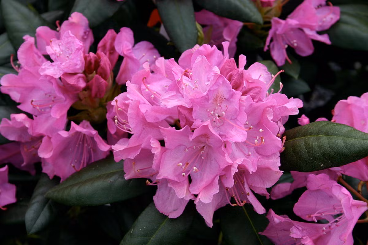  Nepal: Hoa đỗ quyên (chi Rhododendron).