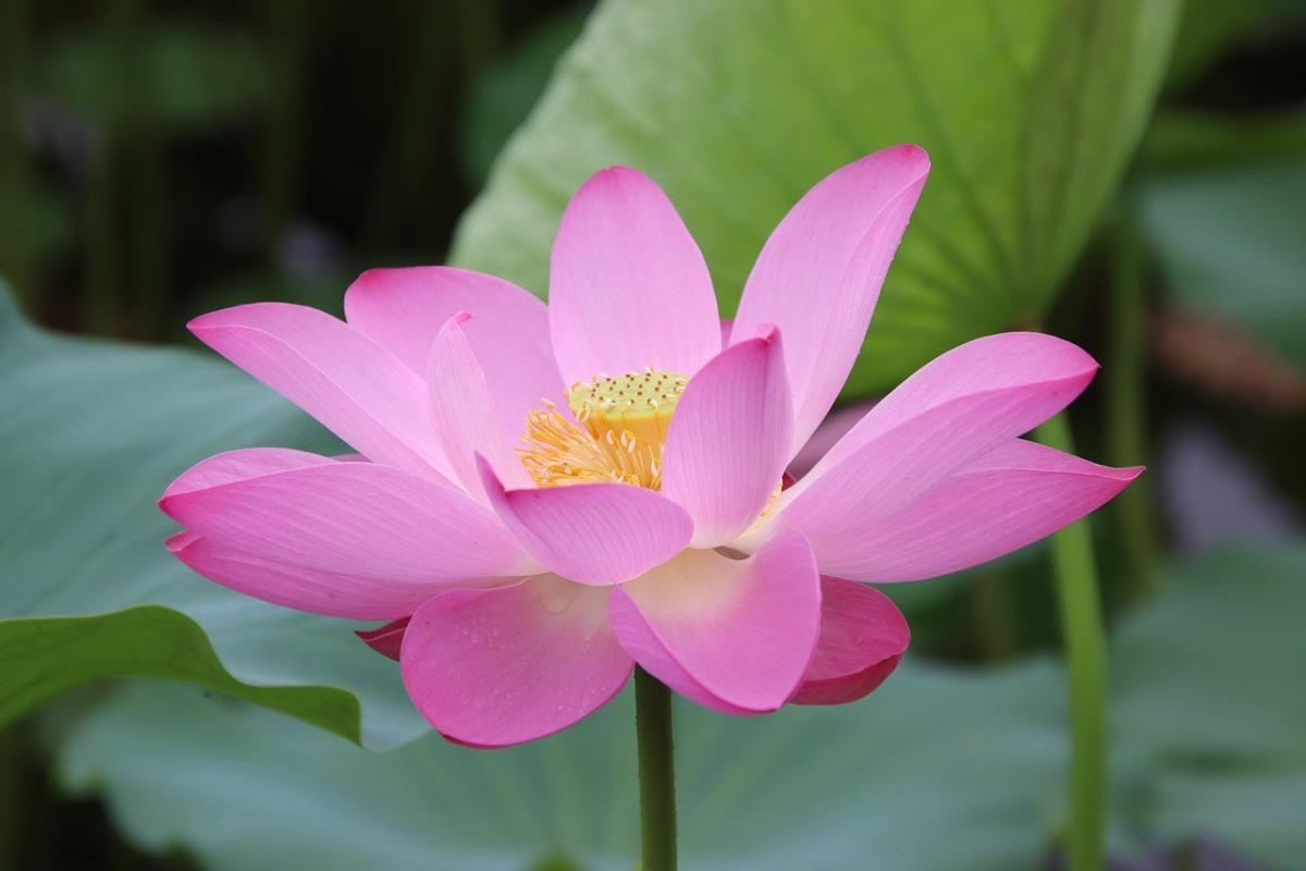  Việt Nam và Ấn Độ: Hoa sen (Nelumbo nucifera).