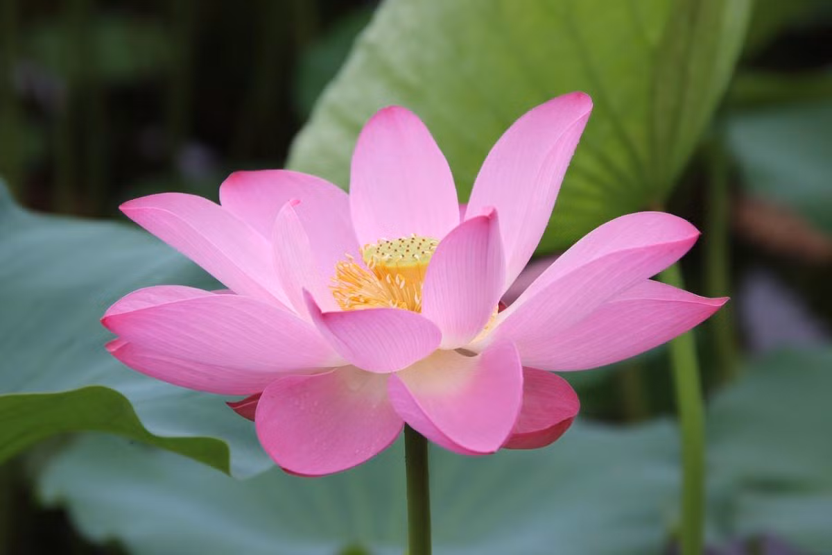  Việt Nam và Ấn Độ: Hoa sen (Nelumbo nucifera).