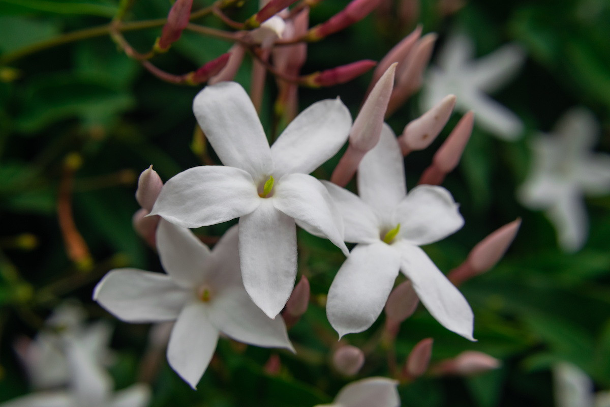  Pakistan và Tunisia: Hoa nhài thuốc (Jasminum officinale).