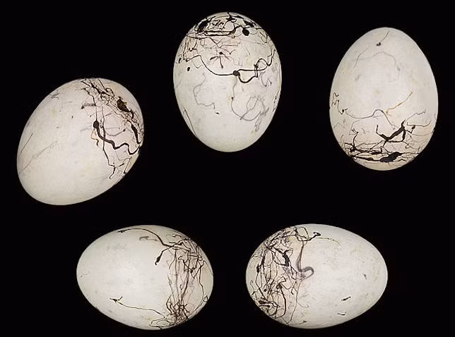 Vỏ trứng chim sẻ đá có những vân trang trí hết sức nghệ thuật.