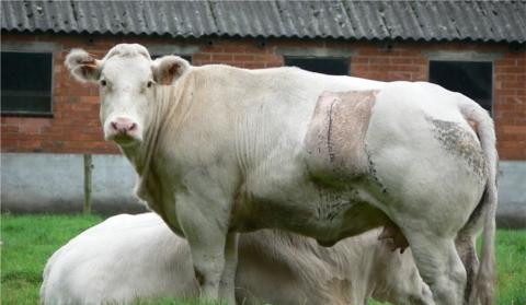 Bò xanh Bỉ không chỉ có lượng cơ phát triển hơn 40% so với thông thường mà còn có khả năng sản xuất ra sữa giàu protein.