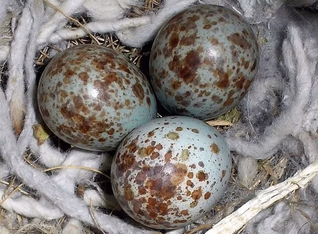 Loài chim nhại phương Bắc sở hữu những quả trứng có đốm nâu trên nền xanh nhạt.