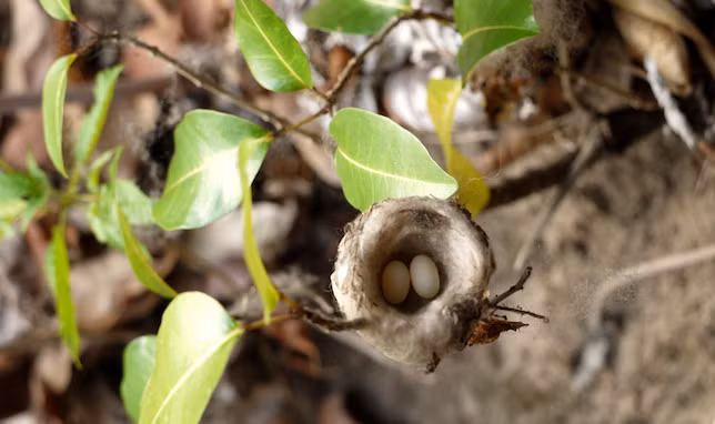 Chim ruồi Mellisuga nặng không quá 1,8g và chỉ có thể sinh ra những quả trứng nặng… 0,2g.