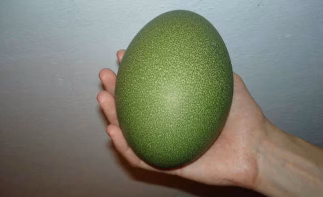 Loài đà điểu đầu mào không chỉ “sản xuất” được những quả trứng to thứ hai thế giới (với chiều dài khoảng 17cm), vỏ trứng còn có màu lục diệp rất đẹp.