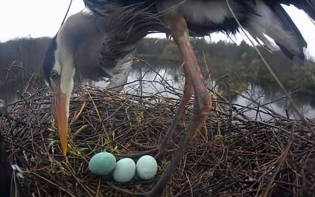 Diệc xanh nên đẻ trứng cũng xanh.