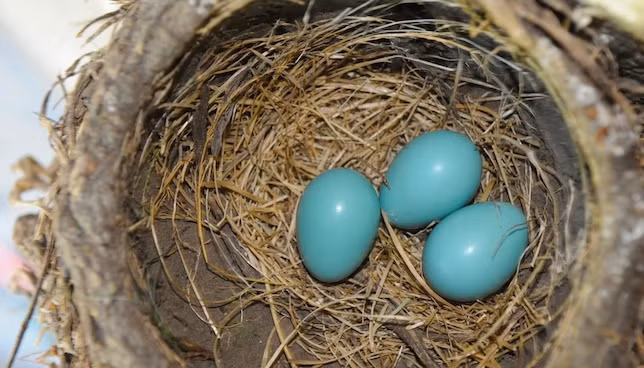  Trứng chim robin (một loài chim két ở Bắc Mỹ) có màu xanh ngọc bích rất mát mắt. Nhiều người cho rằng đây là loại trứng chim đẹp nhất thế giới.